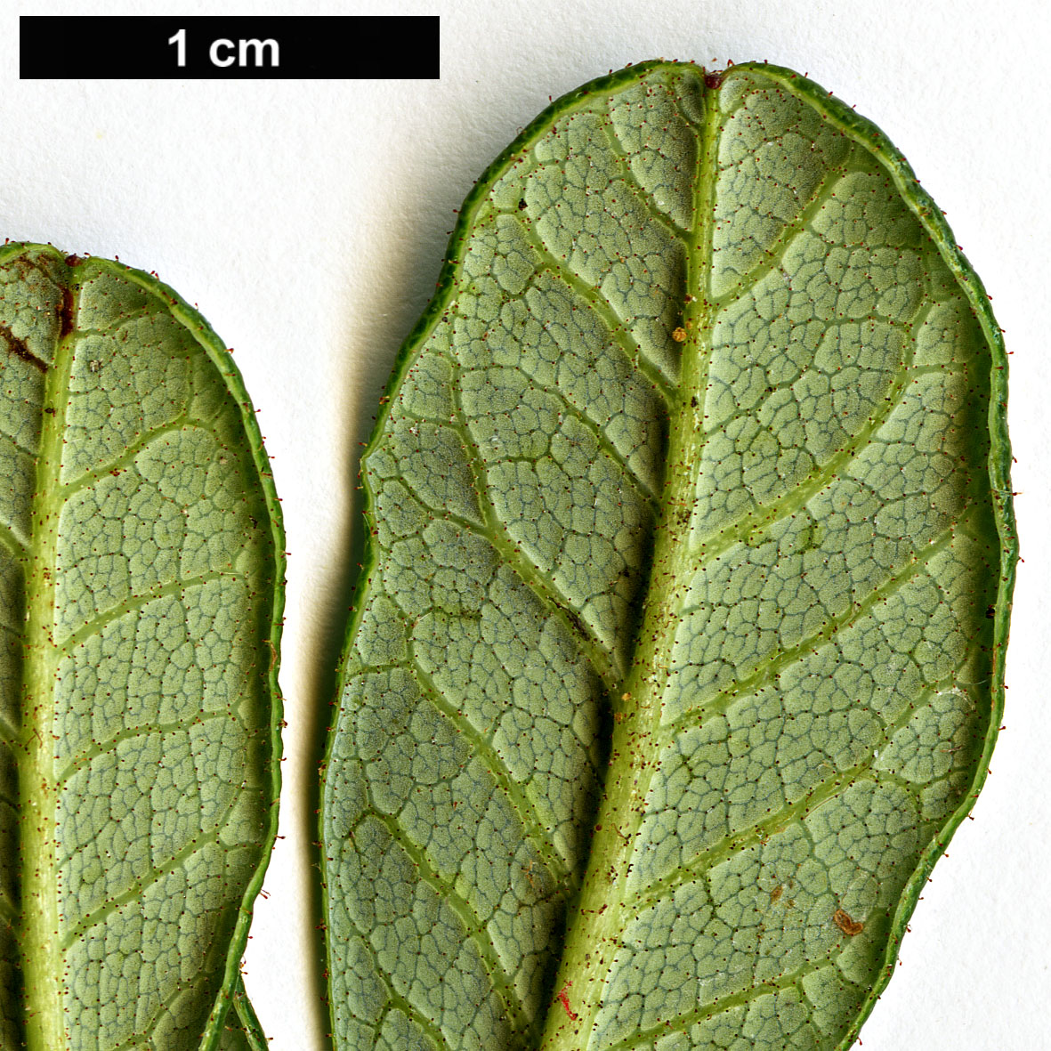 High resolution image: Family: Ericaceae - Genus: Rhododendron - Taxon: forrestii - SpeciesSub: var. papillatum